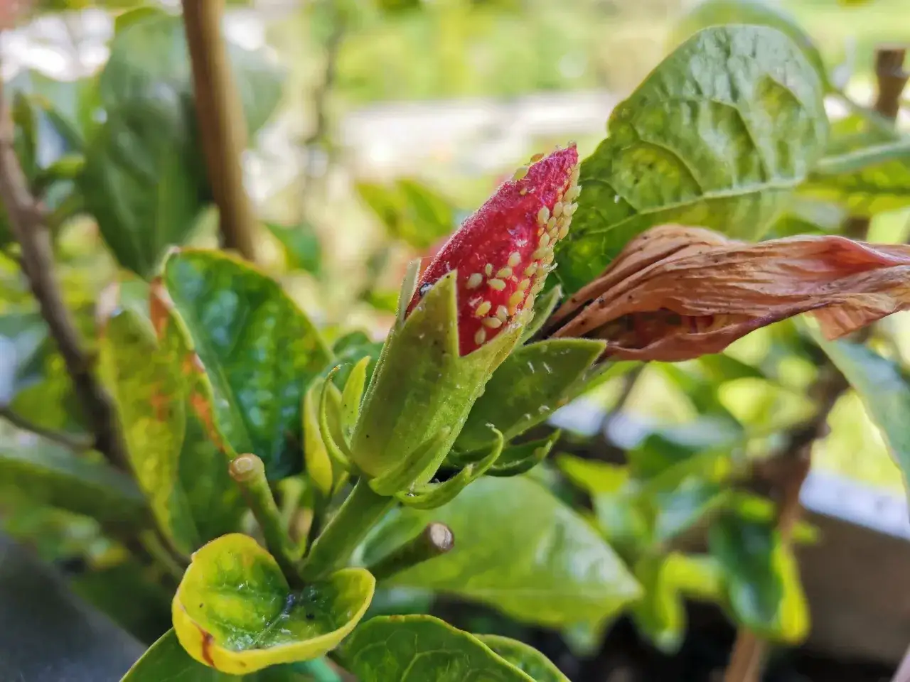 Un bocciolo di ibisco infestato da pidocchi. Si cercano rimedi naturali per salvare la pianta.