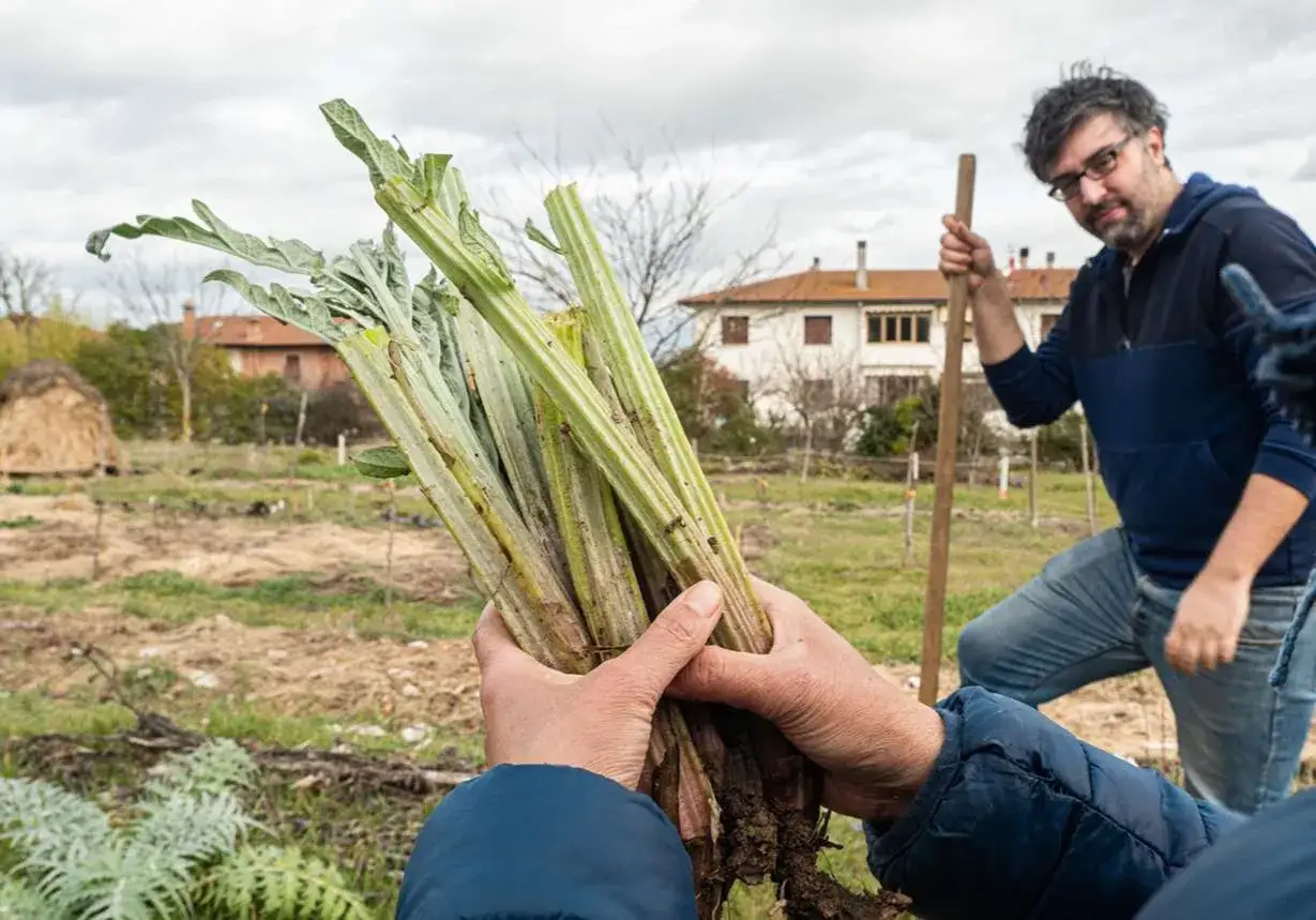 Mani che stringono un fascio di gambi di carciofo romanesco, pronti per la coltivazione. Sullo sfondo, un uomo con una vanga in un campo.