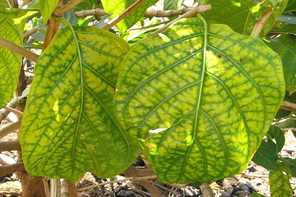 Foglie ingiallite con venature verdi evidenti, sintomo di troppo ferro alle piante.