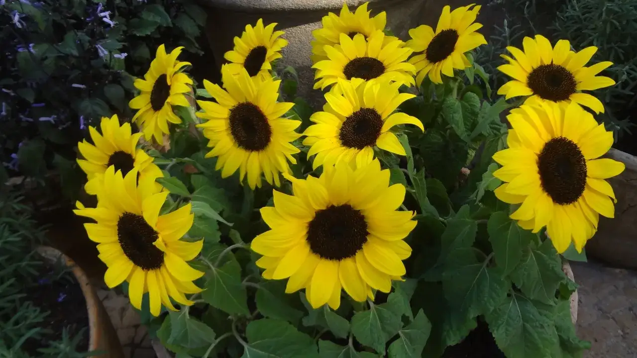 Un gruppo di vivaci piante girasole con petali gialli brillanti e centri scuri, che si ergono tra foglie verdi rigogliose.