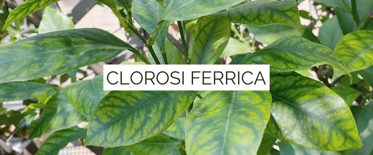 Foglie di piante con clorosi ferrica, un segno di carenza di ferro che ingiallisce le nervature.