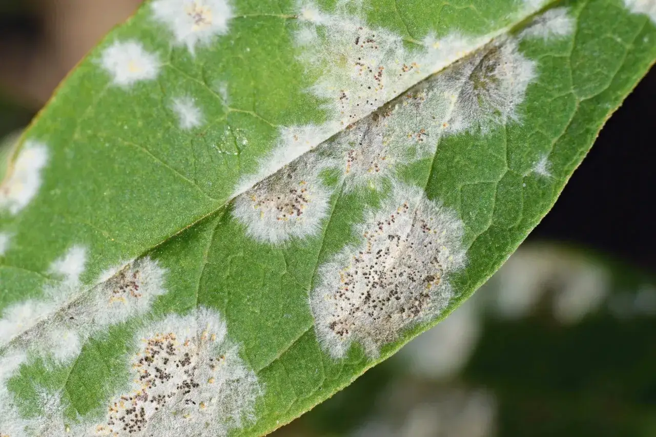 Foglia verde con macchie bianche e puntini scuri, sintomo di un'infestazione da eliminare afidi bianchi.
