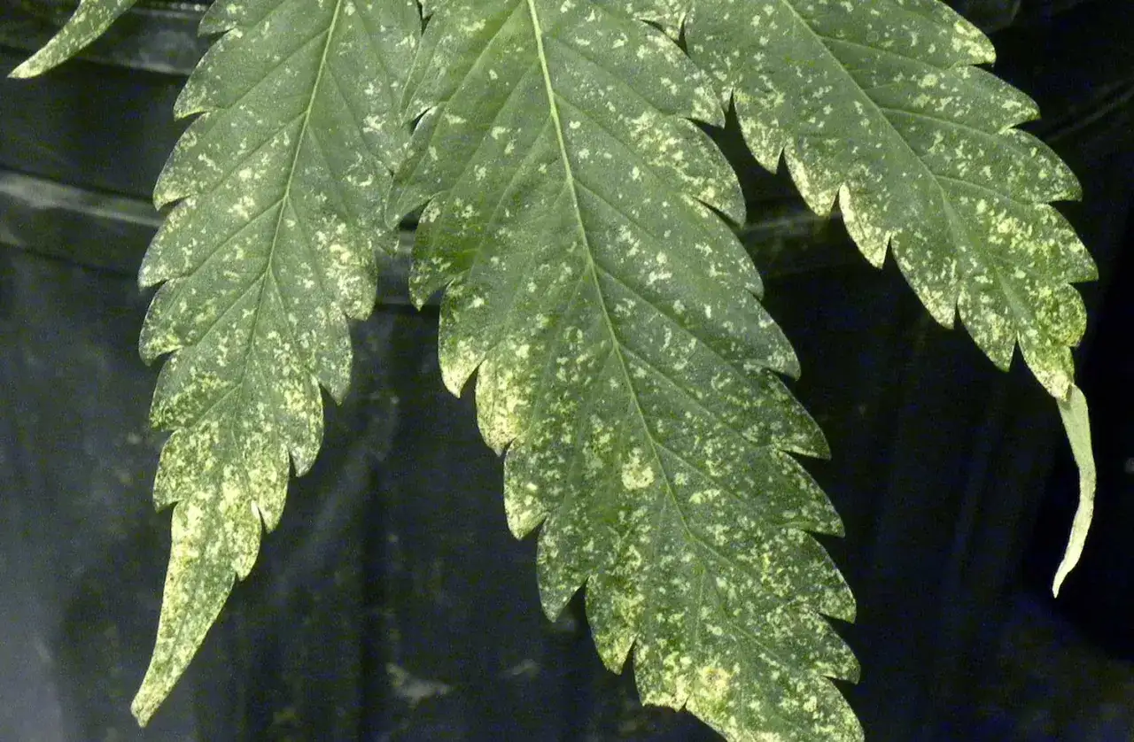 Foglie di cannabis con macchie gialle e bianche, segno di possibili parassiti o carenze nutritive.