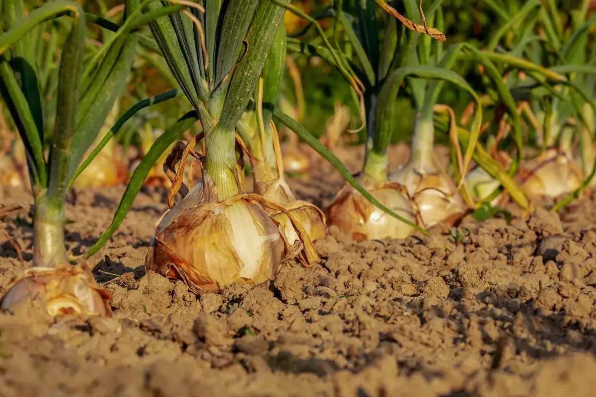 Cipolle di Tropea in piena coltivazione, con le loro tuniche dorate che emergono dal terreno fertile.