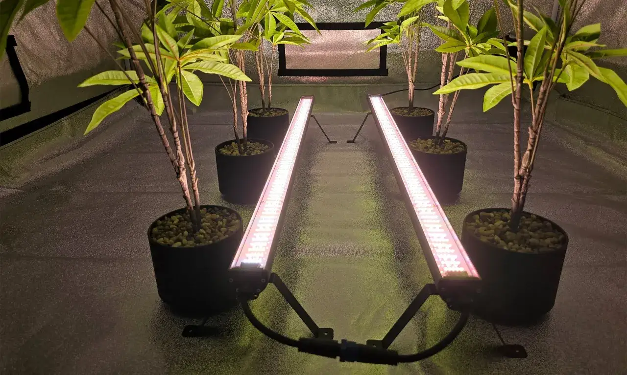 Piante in vaso sotto una luce LED rosa, con un riflesso di luce verde sul pavimento riflettente.