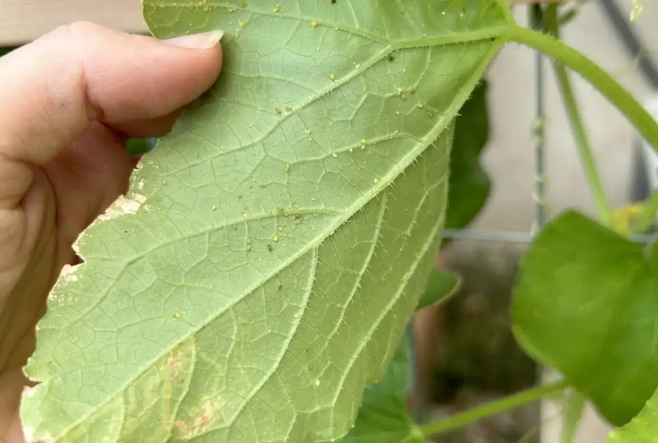 Una mano esamina una foglia verde infestata da pidocchi piccolissimi, quasi invisibili.