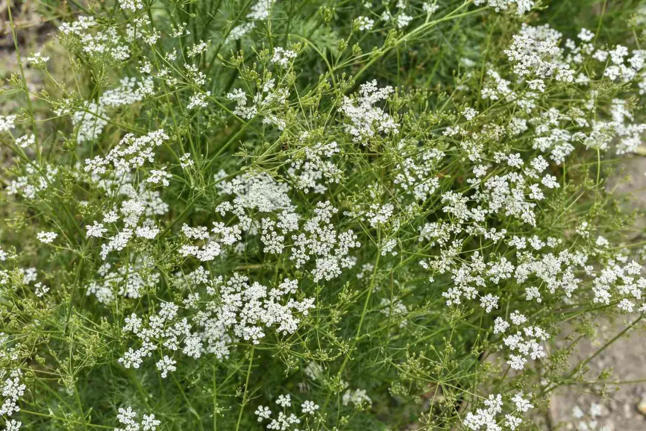 Fiori bianchi delicati e piumosi della cumino pianta, con steli verdi e fogliame fine.