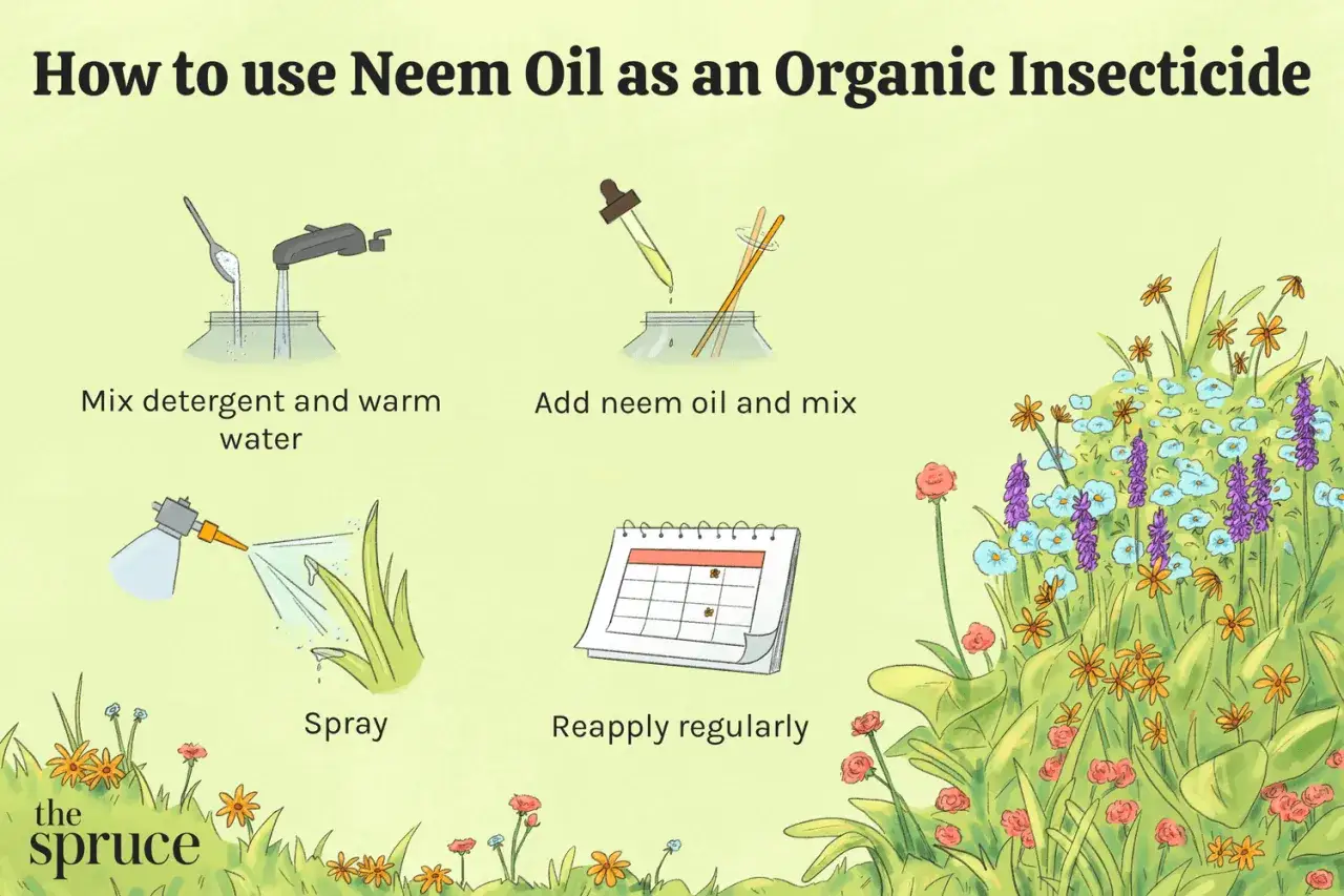 Guida all'uso dell'olio di neem in agricoltura: miscelare, spruzzare e riapplicare regolarmente per proteggere le piante.