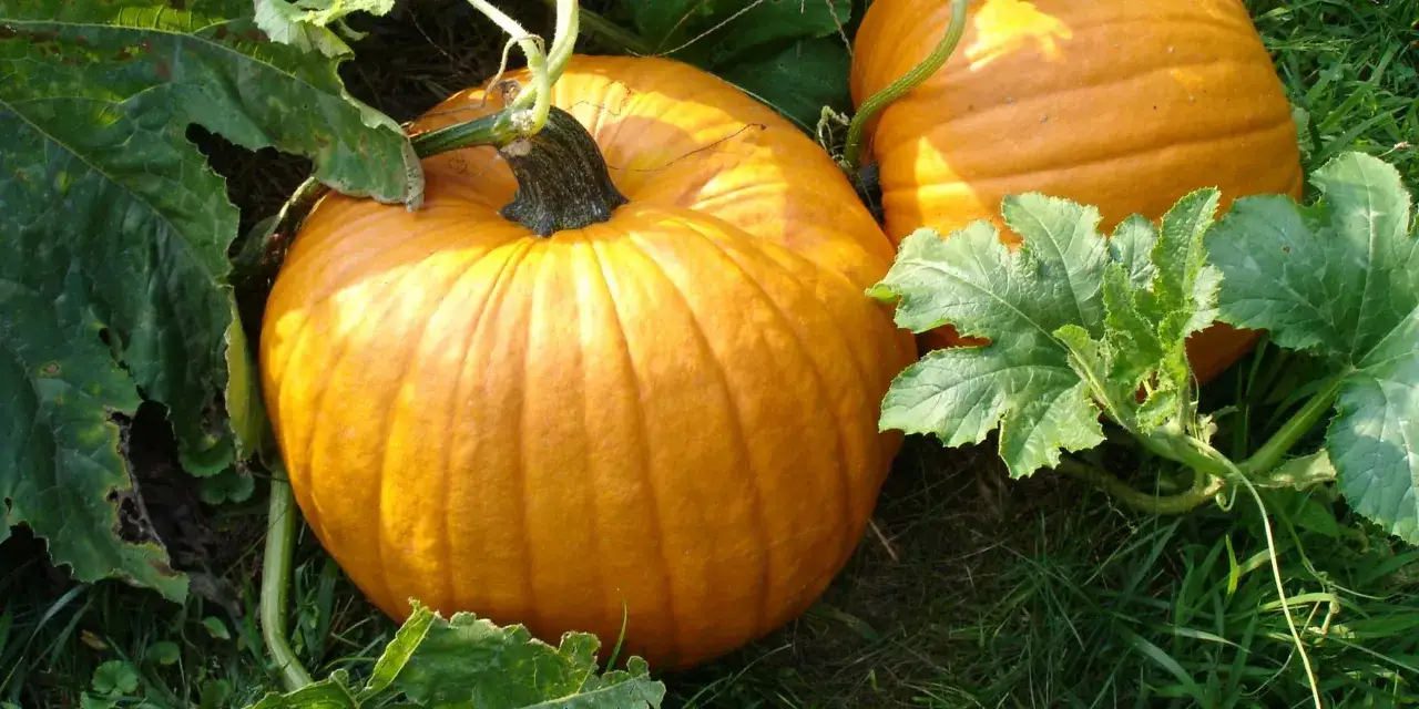 Una grande zucca arancione tonda, matura e pronta per Halloween, riposa tra le foglie verdi nel campo.