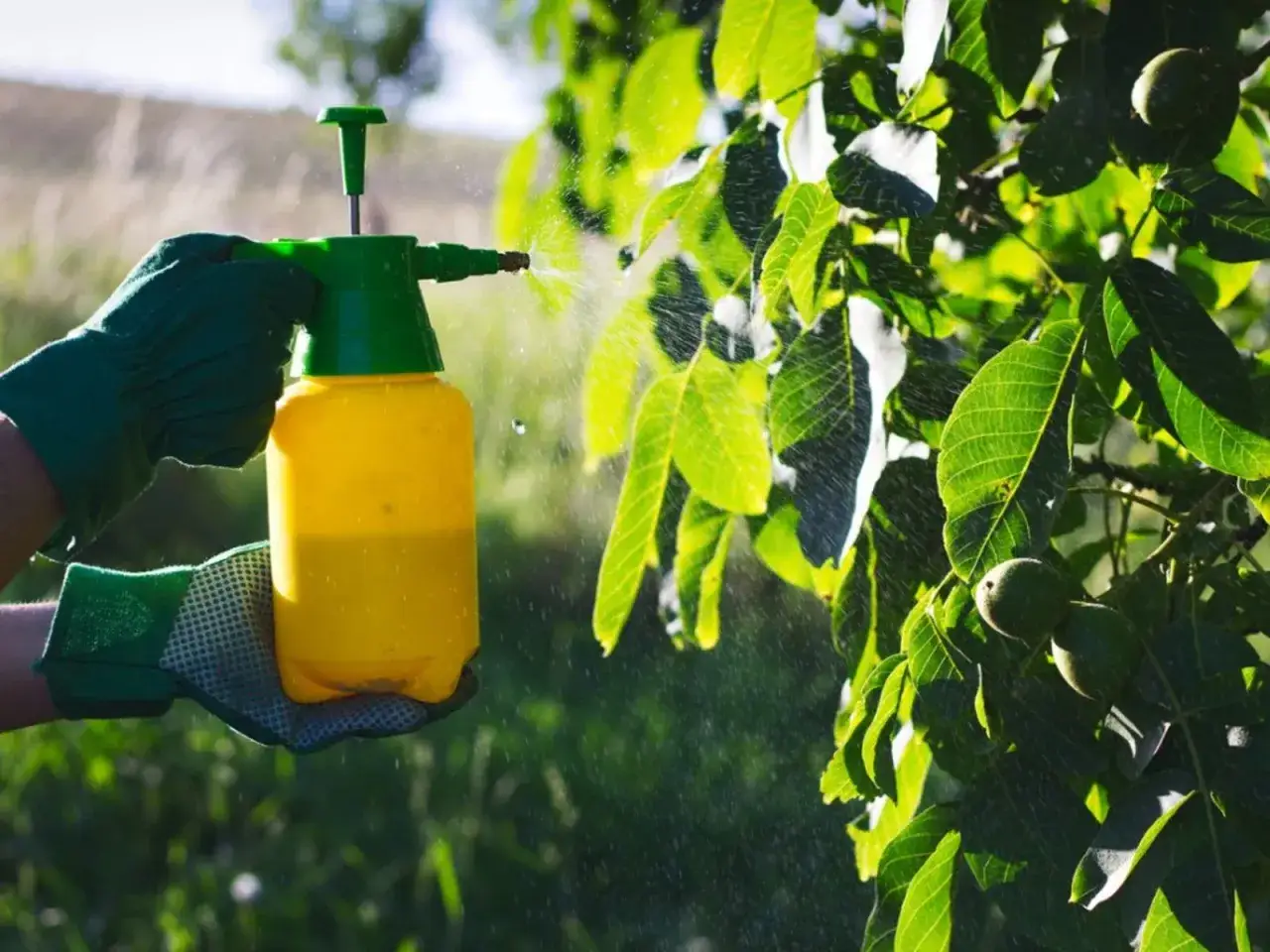 Mano guantata spruzza un concime fogliare su un albero di noci, nutrendo le foglie e i frutti.