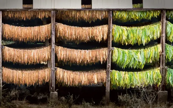 Fili di foglie di tabacco appese a seccare in un capanno, alcune verdi e altre marroni, in attesa di diventare la pianta di tabacco perfetta.