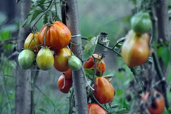 Pomodori acerbi e maturi su un ramo, alcuni con macchie scure, segno che queste piante che hanno bisogno di calcio non sono state nutrite a sufficienza.