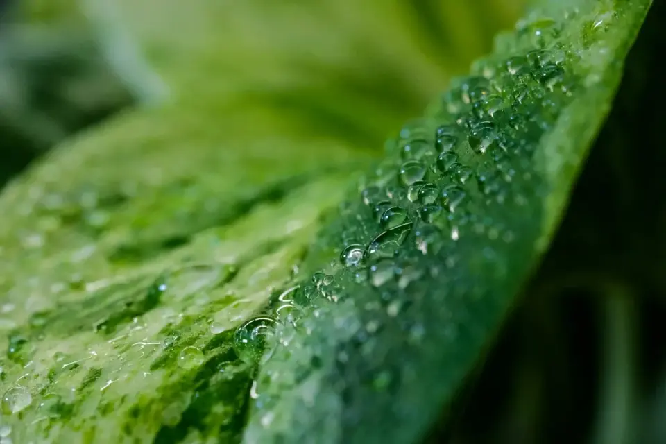 Umidità grow box: aumenta il vapore per piante sane. Guida completa