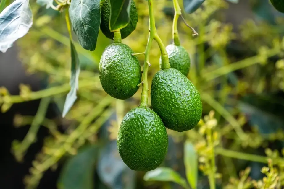 Coltivare l’avocado in vaso o in giardino senza errori